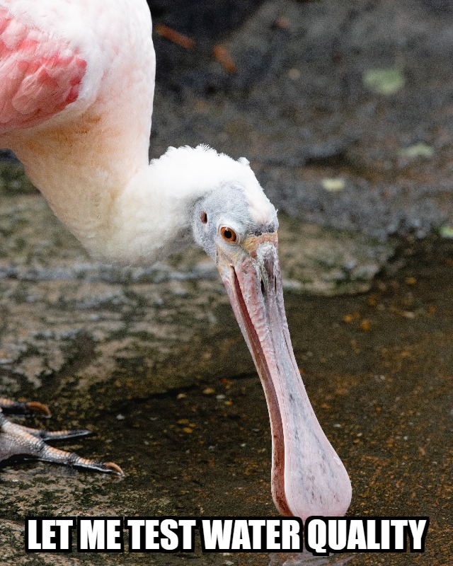 Meme Monday - Bird Drinking Water